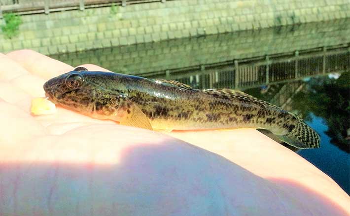 佃堀のハゼ釣りで本命50尾前後 8月以降は数型ともに期待できるか Tsurinews