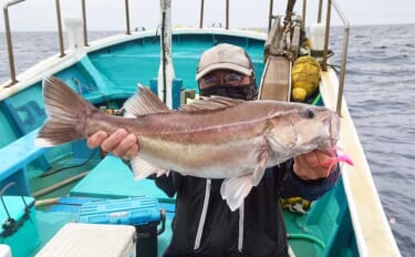 静岡の中深海釣りで幻の魚『アラ』を狙う　1kgオーバー頭に4匹