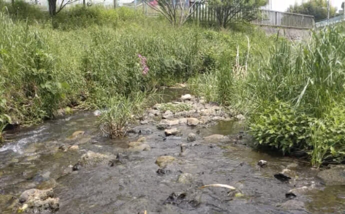多摩川で注目される危険な外来種の「藻」　駆除は「塩か熱湯」が有効？