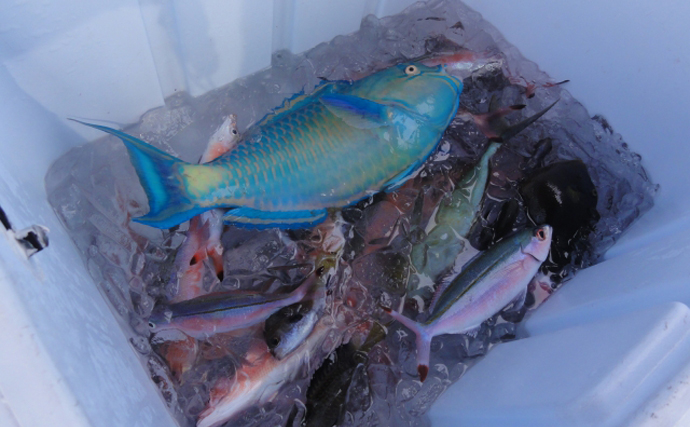 沖縄の代表的な魚料理「マース煮」は磯臭い魚ほど美味くなる？