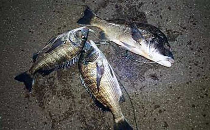 三重・宮川河口の「前打ち」釣りで52cm頭に良型クロダイ3匹手中