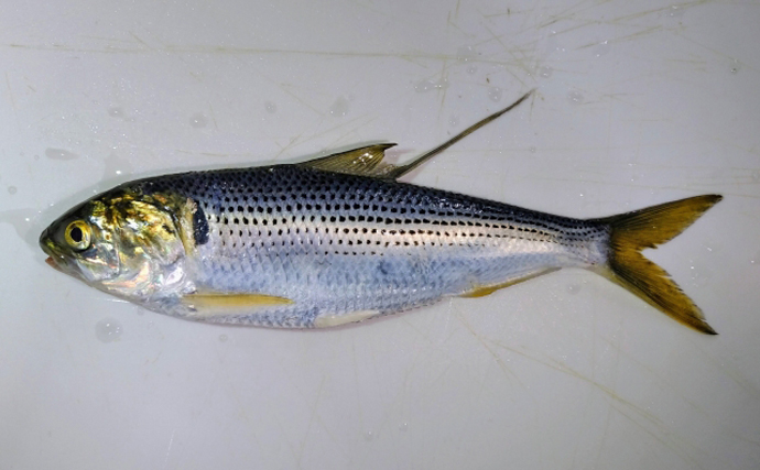 堤防サビキ釣りの定番魚「サッパ」と「コノシロ」の違いと見分け方