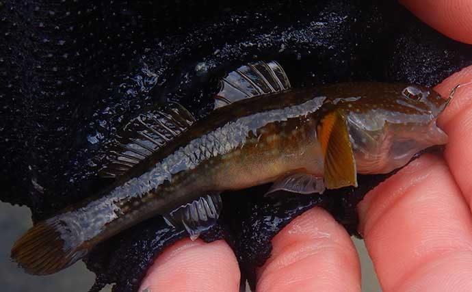 山梨県の鶴川で清流小物釣り堪能　半日のミャク釣りで6魚種58尾の好釣果