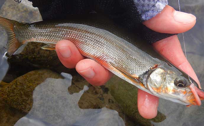 山梨県の鶴川で清流小物釣り堪能　半日のミャク釣りで6魚種58尾の好釣果