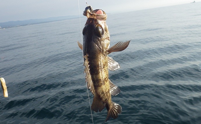 浅場根魚五目釣りで34cm頭に良型メバル連打　肝は根掛かりを恐れぬ心？