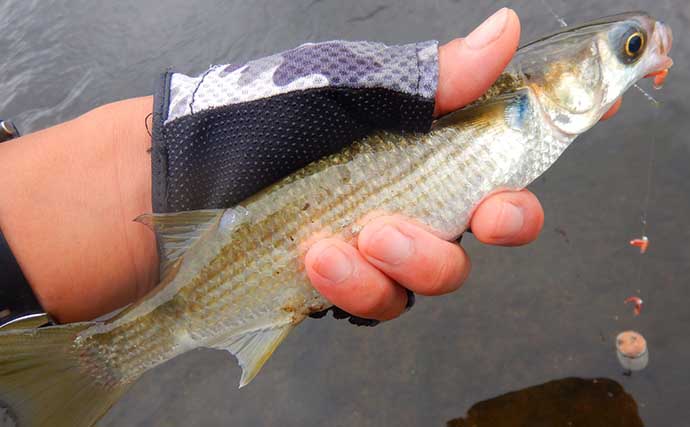 柳瀬川で淡水小物釣り満喫　婚姻色出たオイカワにカワムツとご対面