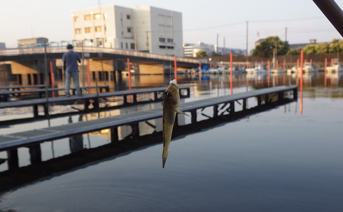 東京湾奥ハゼ釣りで5～8cm「デキハゼ」66匹　シーズン本格化を実感