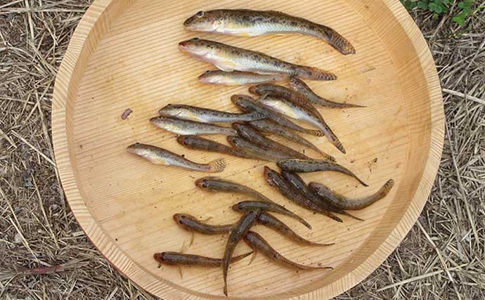 紀ノ川での夏ハゼ釣りで本命25匹手中　サイズは8〜10cmが中心