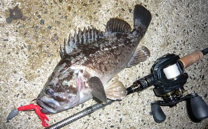 山陰エリアのルアークロソイ釣りが面白い　最大50cm級と型も数も狙える