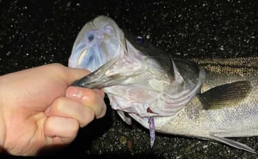 ライトタックル使用ルアーシーバス釣りにおける【歯の脅威と対策】