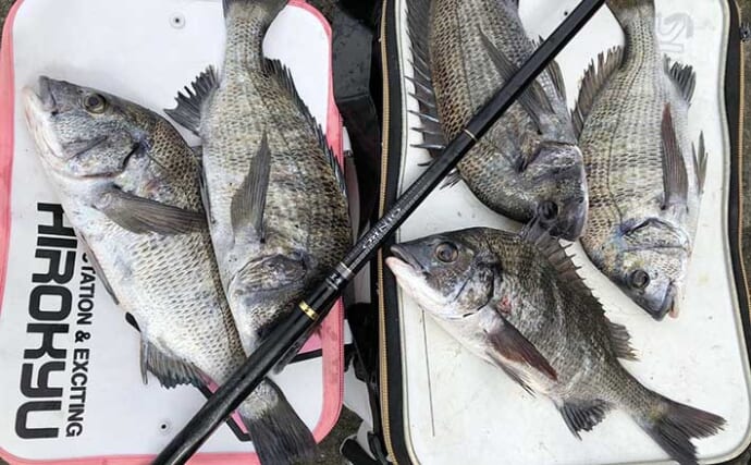 和歌川河口のチヌフカセ釣りで41cm頭に5匹　フグの猛攻に苦戦