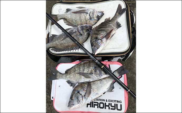 和歌川河口のチヌフカセ釣りで41cm頭に5匹　フグの猛攻に苦戦