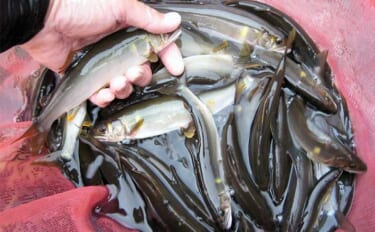 宮川のアユトモ釣りで21cm頭に74匹　渇水の荒瀬を細かく攻めて連発