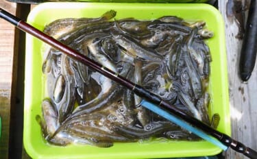 江戸川放水路のボートハゼ釣りでヒネ交じりに119尾　入れ食いを堪能