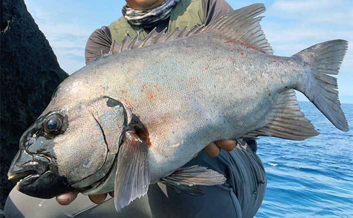 五島列島の石物釣りで60cm頭にイシダイ好捕 深場狙いが的中 | TSURINEWS