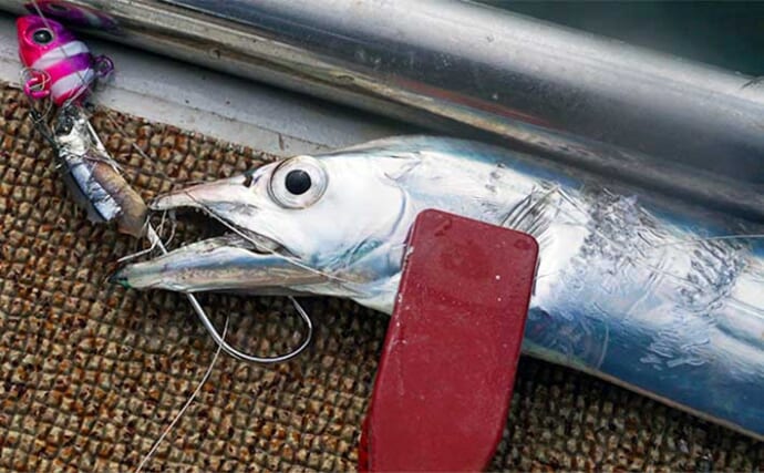 博多湾内のテンヤタチウオ釣りで28尾　小型メインも数釣りを堪能