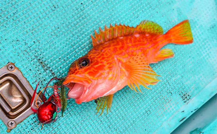 三重のタイラバ釣行でアヤメカサゴにキジハタ　釣果の秘訣は食わせの間