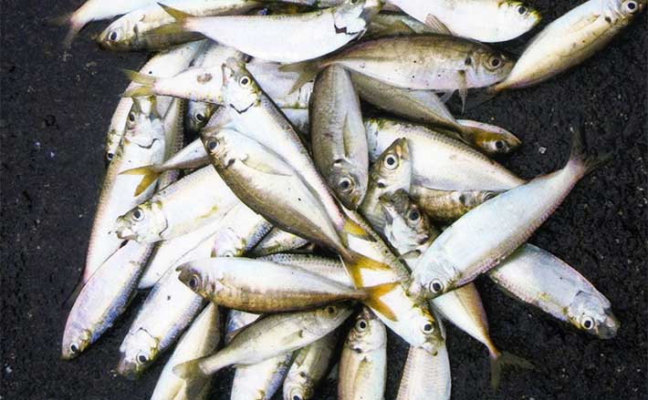 四日市港でビールのおつまみ釣り サビキでアジ サッパ セイゴ手中 Tsurinews Part 2