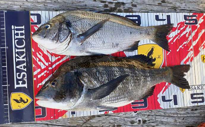 【三重】カカリ釣り最新釣果　カセで57cm特大クロダイ浮上