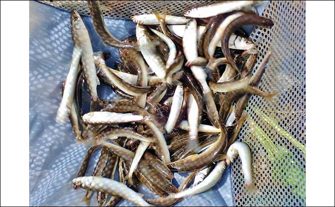 滋賀・犬上川のシーズン初「小アユ釣り」で14cm頭に100匹超えの好釣果
