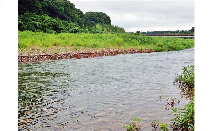 滋賀・犬上川のシーズン初「小アユ釣り」で14cm頭に100匹超えの好釣果