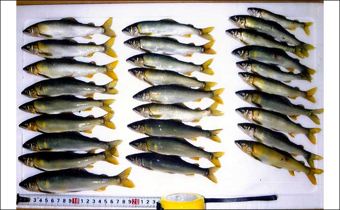 山梨・道志川でのアユトモ釣りで20cm頭に28尾　型揃いで満足