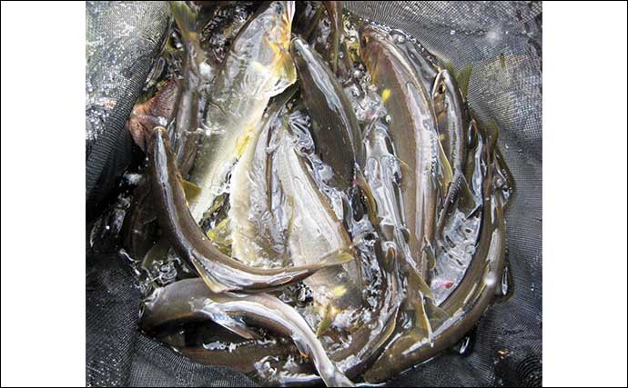 岐阜でのアユトモ釣りで23cm頭に良型中心31匹　半分は20cm超え