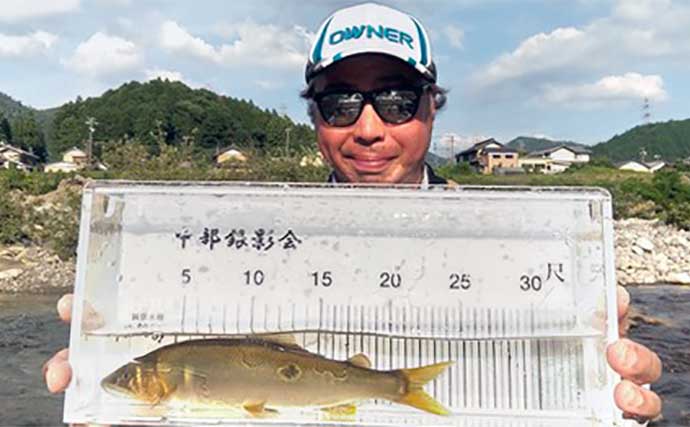 長良川の鮎トモ釣りで24cm頭に「大アユ」乱舞　44匹手中で3kg超え