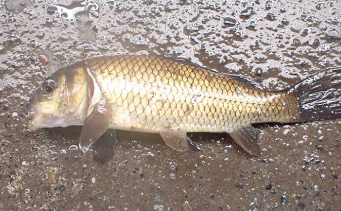 静岡の釣り堀でコイの強引と金魚との駆け引き堪能　楽しすぎて時間延長？