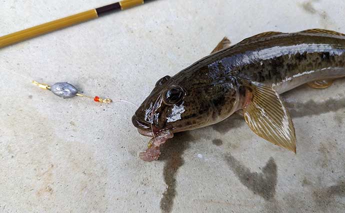 宮城のテナガエビ釣りで本命好捕　東日本大震災後から釣れるように？