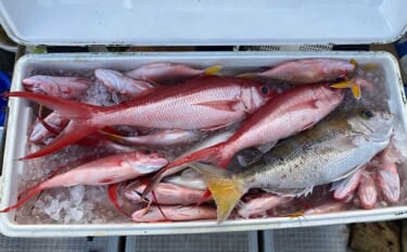 宮古島で沖縄3大高級魚『アカマチ』を釣る　宮古は深場釣りの天国？