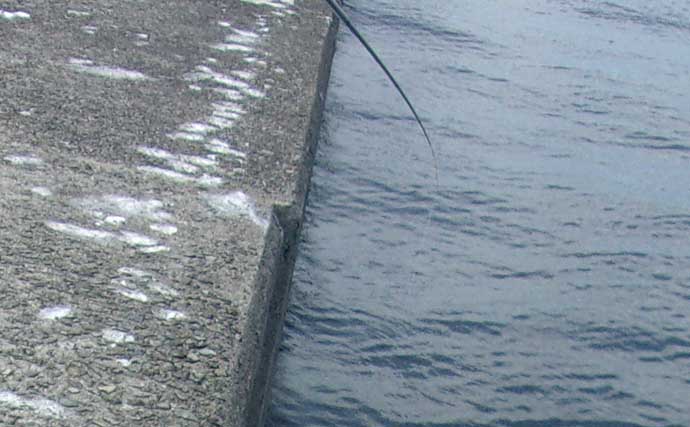 岸和田沖一文字での落とし込み釣りで48＆33cm「見えチヌ」を好捕