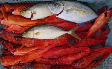 今週の『船釣り情報』特選釣果　釣り物充実の関西エリアに熱視線