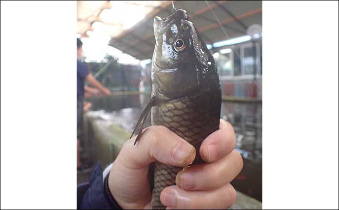 静岡の釣り堀でコイの強引と金魚との駆け引き堪能　楽しすぎて時間延長？