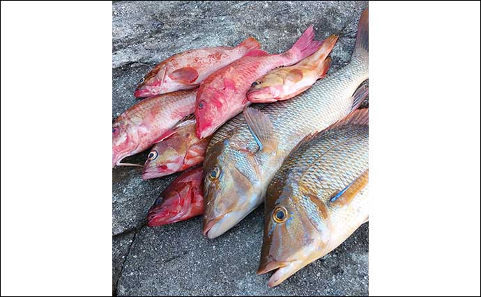 鹿児島の地磯でのカゴ釣りで4kg頭にタバメ（ハマフエフキ／タマン）連打