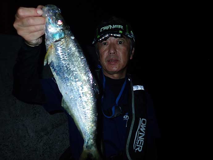 熊本の夜の堤防釣りで50cm超え頭に良型ヒラ連発　イソメエサにヒット