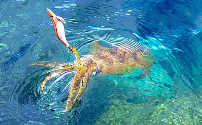 鹿児島でのエギング釣行でキロ級「夏アオリイカ」手中　ランガンが的中