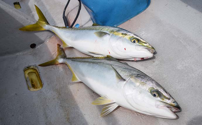 伊勢湾青物ジギング釣行で大ハマチ3匹　スイム系ジグの速巻きが的中