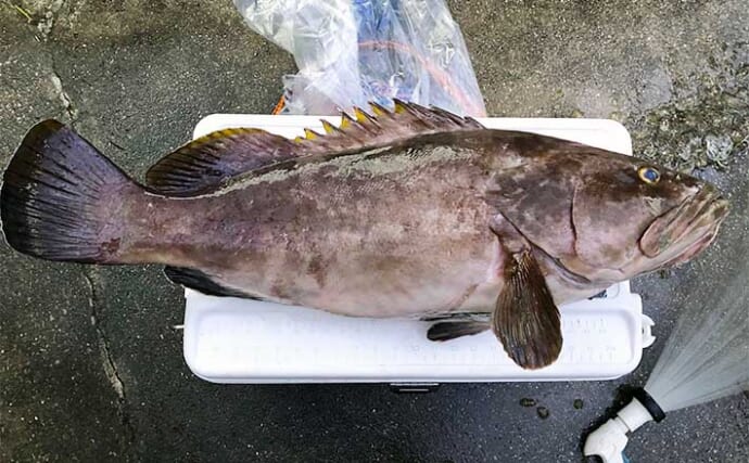 夜の沖磯でのブッコミ釣りで90cm10kg『アラ（クエ）』獲った