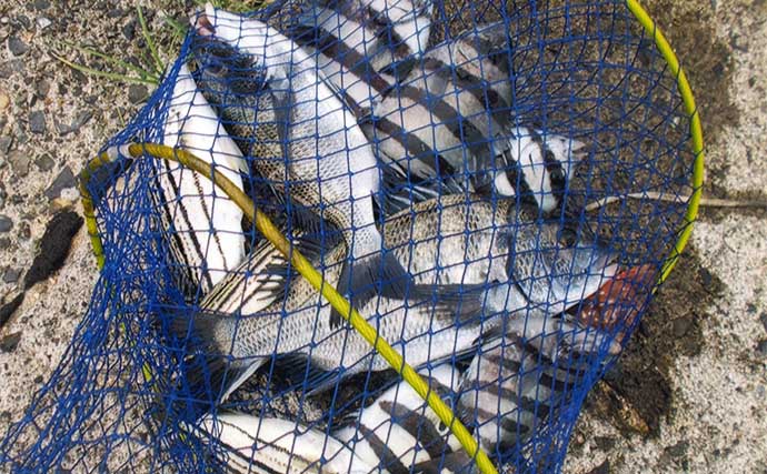 イカダからのサンバソウ釣りで25cm頭に6匹　カラス貝エサにヒット