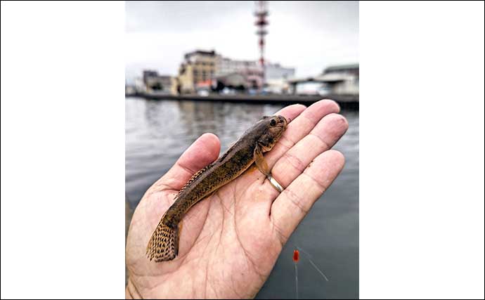千葉・矢那川でのハゼ釣りで52尾キャッチ　サイズは8cm前後が中心
