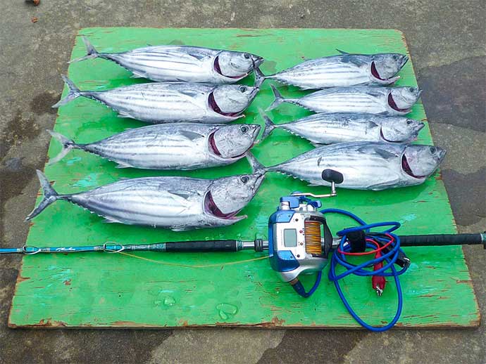 金洲のコマセ釣りで2kg級中心にホンガツオ8匹　置き竿が奏功？
