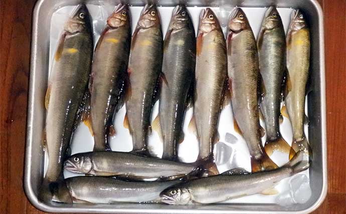 九頭竜川でのトモ釣りで26cm頭にアユ8匹　良型中心に満足