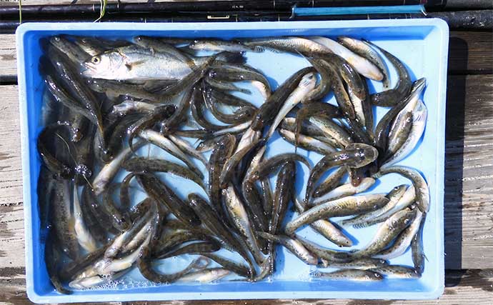 江戸川放水路でのボートハゼ釣りで100尾超え釣果　入れ食いを満喫
