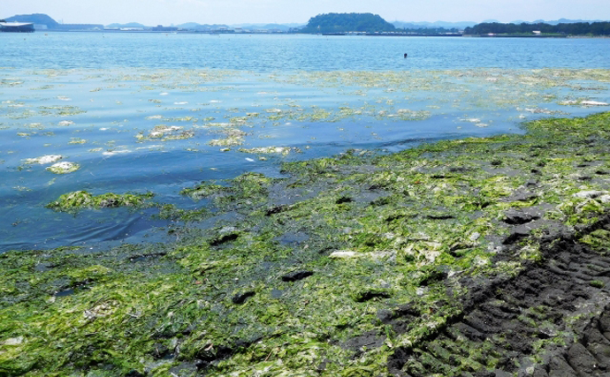 アオサの種付け作業がスタート　「アオサ」は特定の海藻の名称ではない？