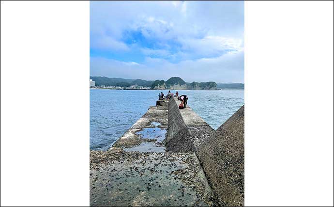 千葉の堤防でのカゴ釣りでシマアジ2桁キャッチ　型は20cm前後と小型