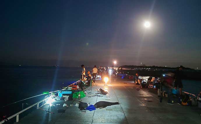 愛知・豊浜釣り桟橋でのサビキ釣りで15cm級アジ15匹　暗い内にヒット