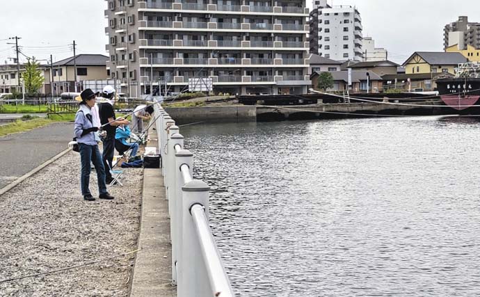 千葉の堤防サビキ釣りで小アジ47尾　朝マヅメに入れ食いタイム到来