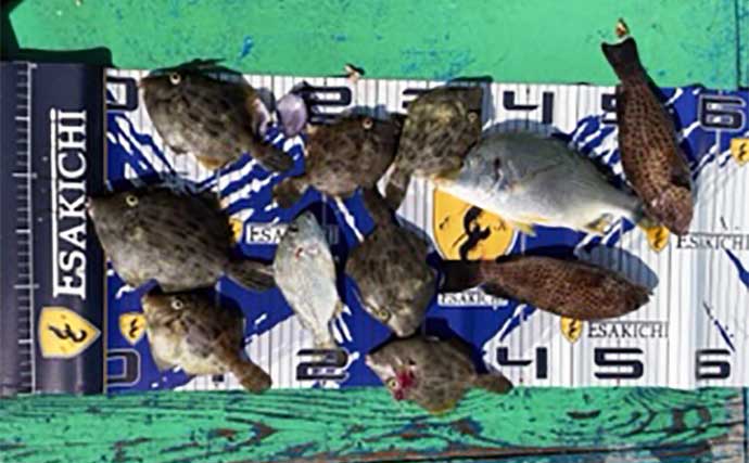 【三重】カカリ釣り最新釣果　クロダイにアジの数釣りチャンス到来