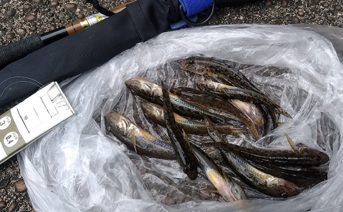 東京・月島川でのハゼ釣りで本命12匹　若干沖寄りでアタリ集中